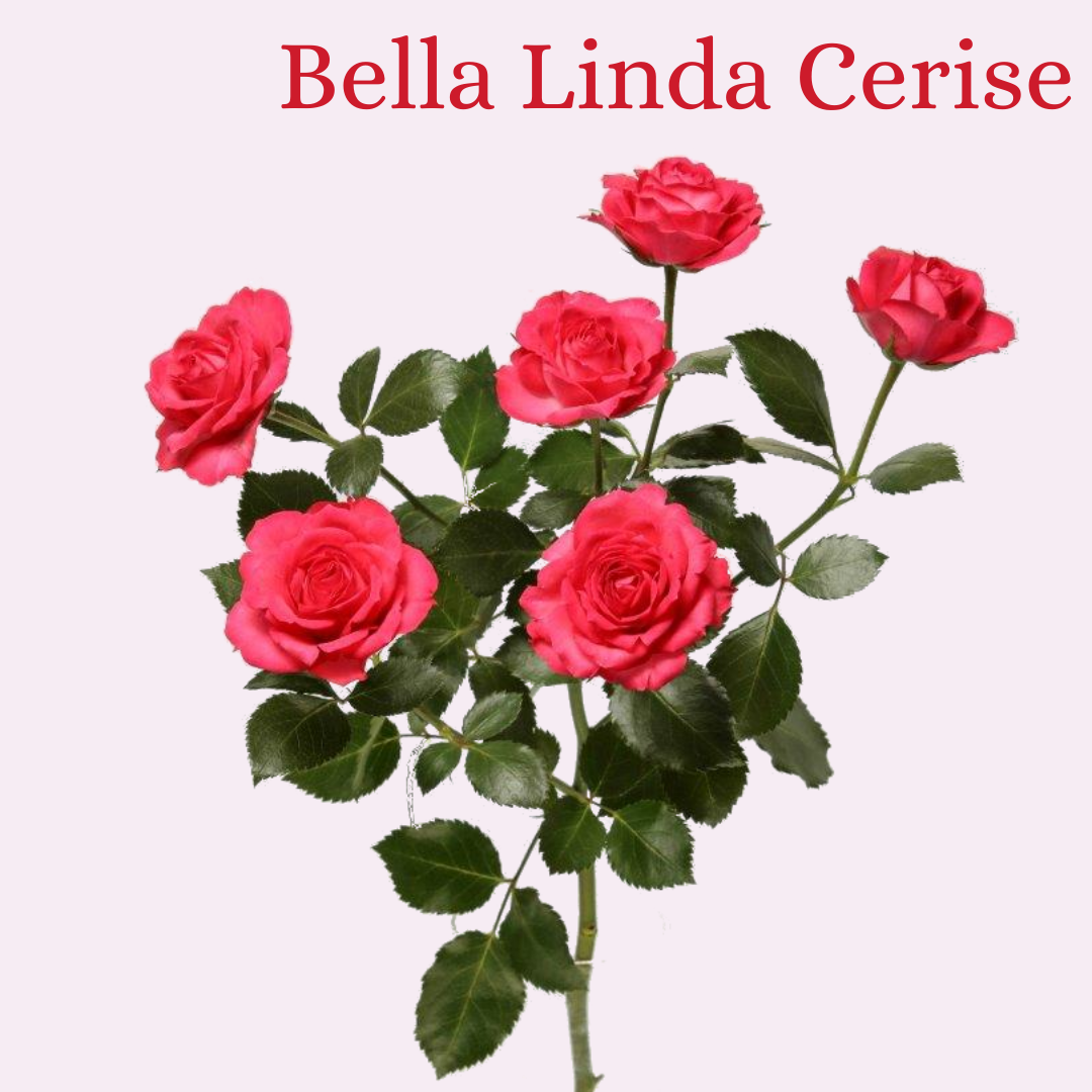 ROSE BR. BELLA LINDA CERISE 70